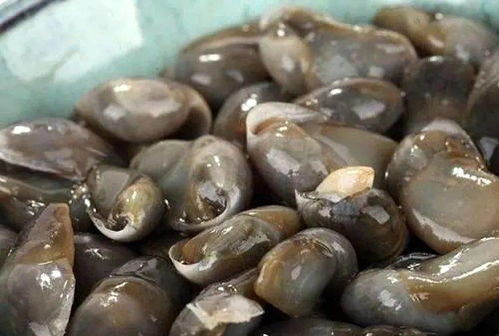慈溪泥螺 首获国家农产品地理标志的海洋馈赠
