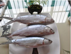 龙门水产品官网发布重磅加盟新闻，引领水产行业新浪潮