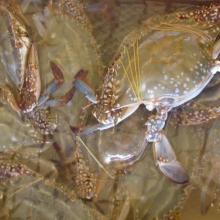 胶南市汇源水产品养殖厂 深耕蓝色牧场，专注优质水产品与海珍品育苗